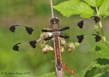 Libellula pulchella, female